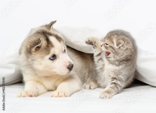 A husky puppy with blue eyes lies under the covers on the bed next to a tabby kitten of the Scottish breed who waves its paw at him. Kitten attacking a puppy at home © Ermolaeva Olga