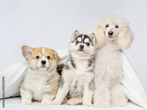 Fototapeta Naklejka Na Ścianę i Meble -  Three puppies of different breeds sitting under the covers on the bed. Red corgi, black husky, white poodle. Puppies friends at home