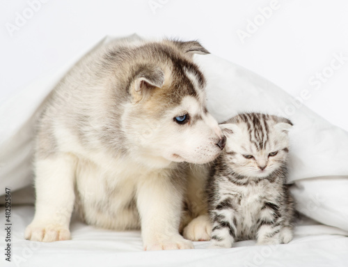 Husky puppy with blue eyes lying under the covers on the bed and sniffing a serious tabby kitten of the Scottish breed. Puppy and kitten lying together under a white blanket