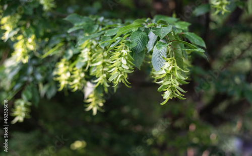 the hanging green flowers of a common hornbeam