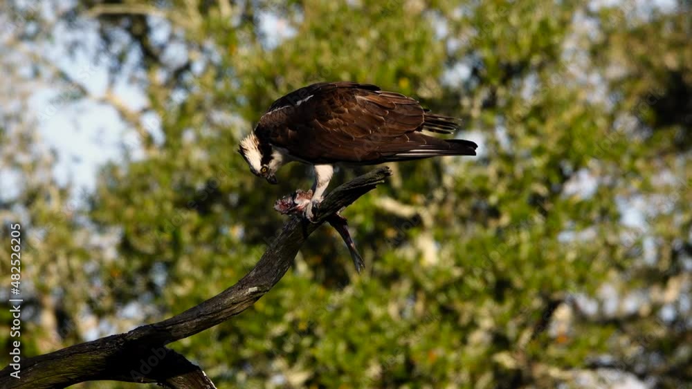 Osprey eating lunch at City Park in New Orleans, La. Osprey eating lunch at City Park in New Orleans, La.