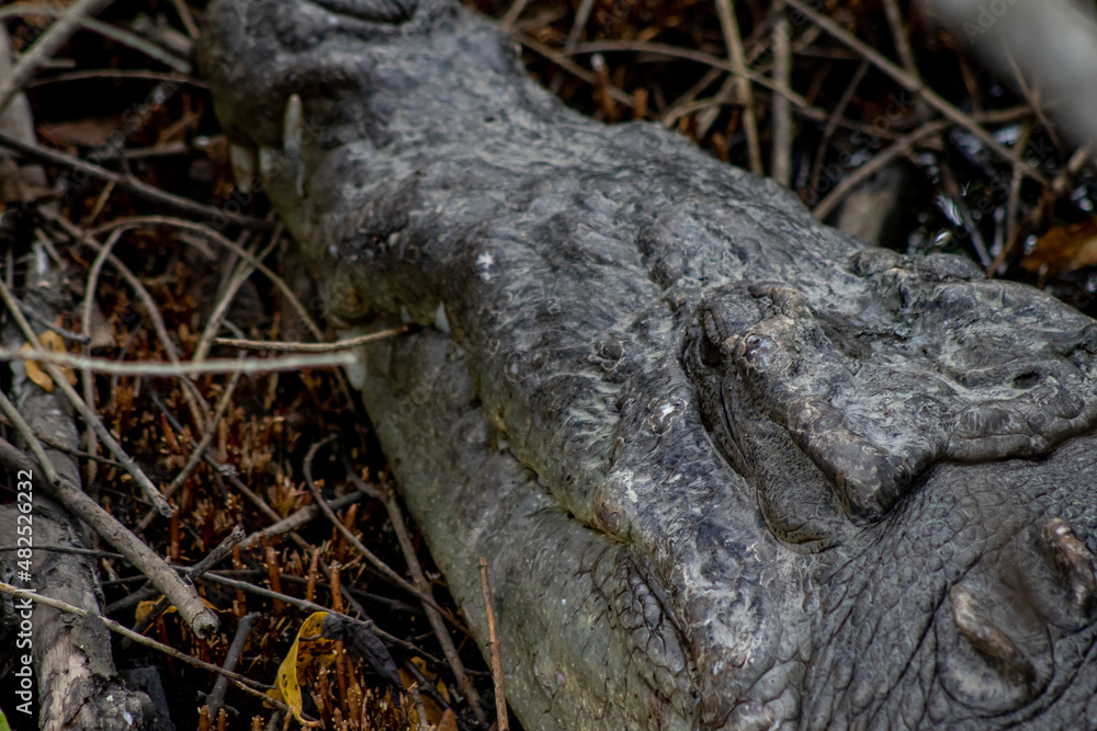 Obraz premium cocodrilario, la manzanilla de el mar, jalisco mexico 