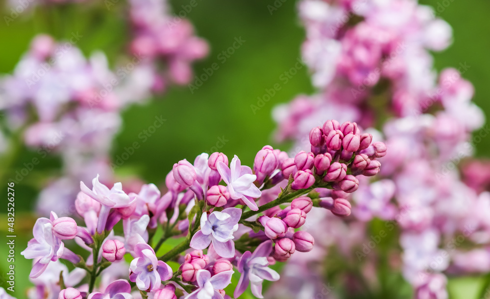 Blooming branch purple terry Lilac flower. Floral background