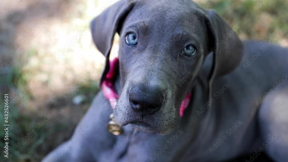 Great Dane puppy playing in the grass Great Dane puppy playing in the grass