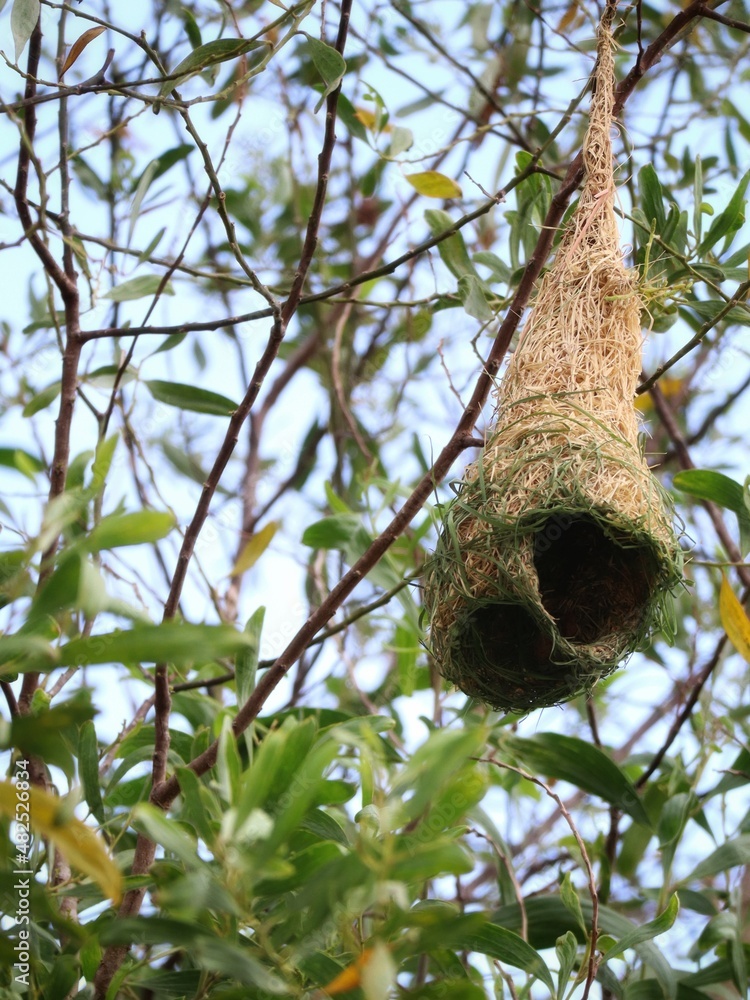 weaver nest on tree