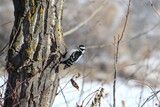 woodpecker on a tree