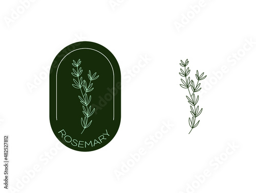 rosemary spices icon vector illustration 