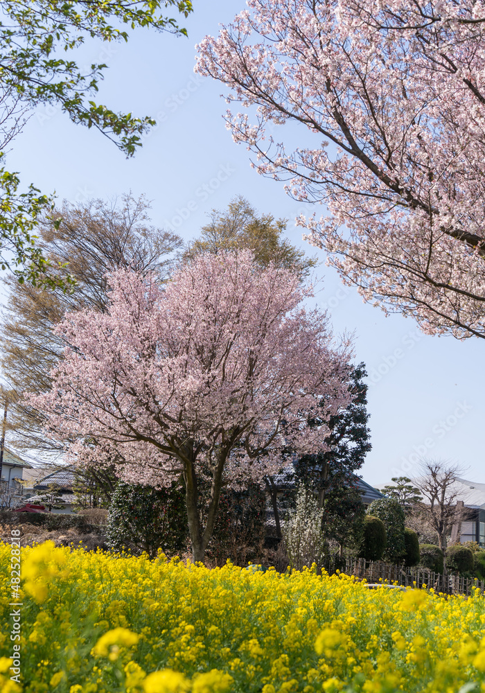 満開の桜の木と菜の花畑
