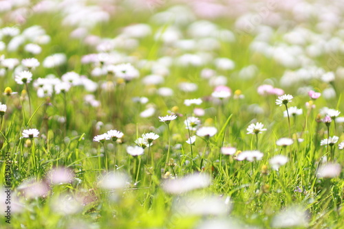 daisies meadow natural rendering