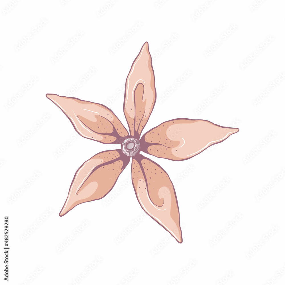 Single yellow flower. Flower head isolated on white background. Hand drawn floral illustration. Botanical vector art in cartoon style. Single yellow flower. Flower head isolated on white background. Hand drawn floral illustration. Botanical vector art in cartoon style.