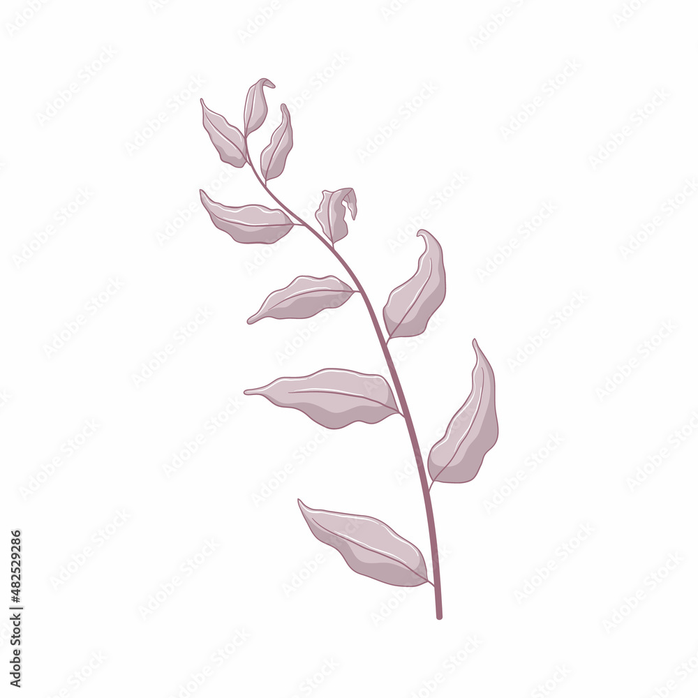 Single grey branch with leaves. Leaves isolated on white background. Hand drawn botanic illustration. Botanical vector art in cartoon style. Single grey branch with leaves. Leaves isolated on white background. Hand drawn botanic illustration. Botanical vector art in cartoon style.