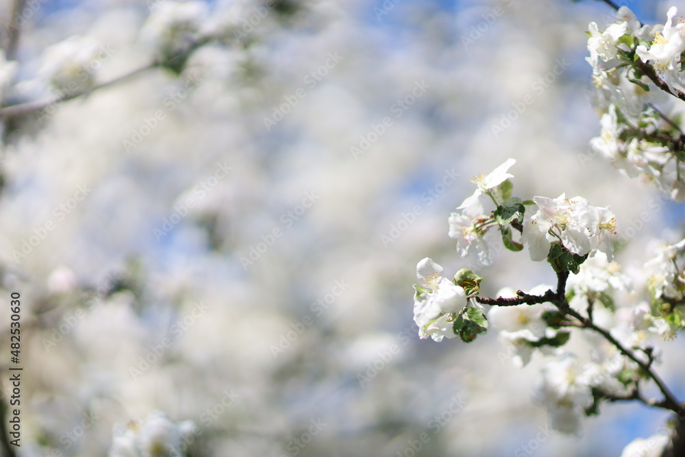 real apple blossom natural rendering