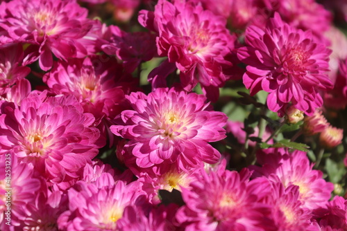 pink daisy flower in fall