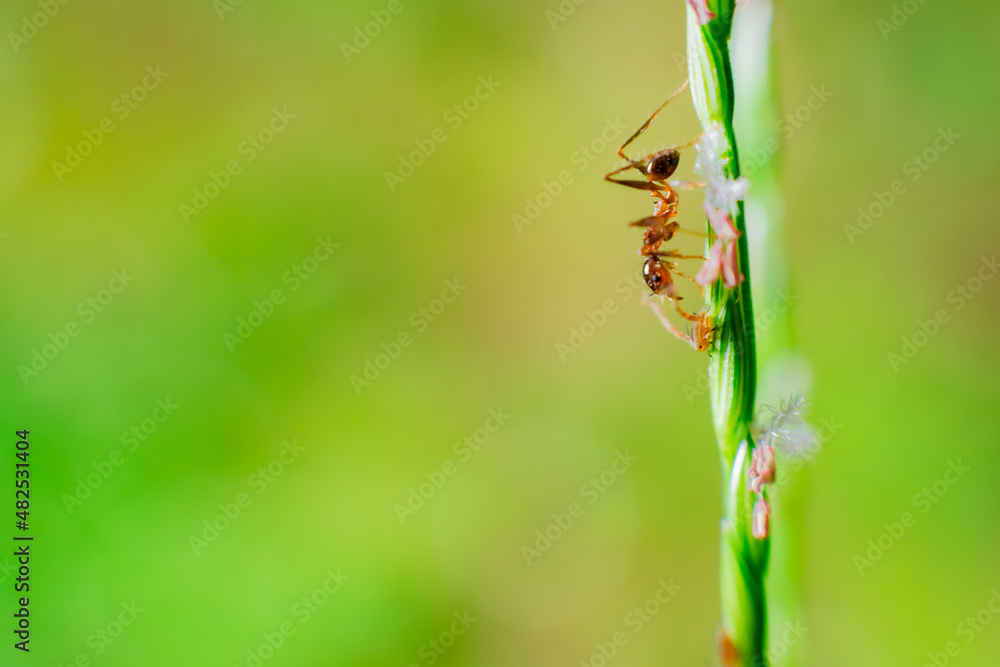 spider on a leaf spider on a leaf