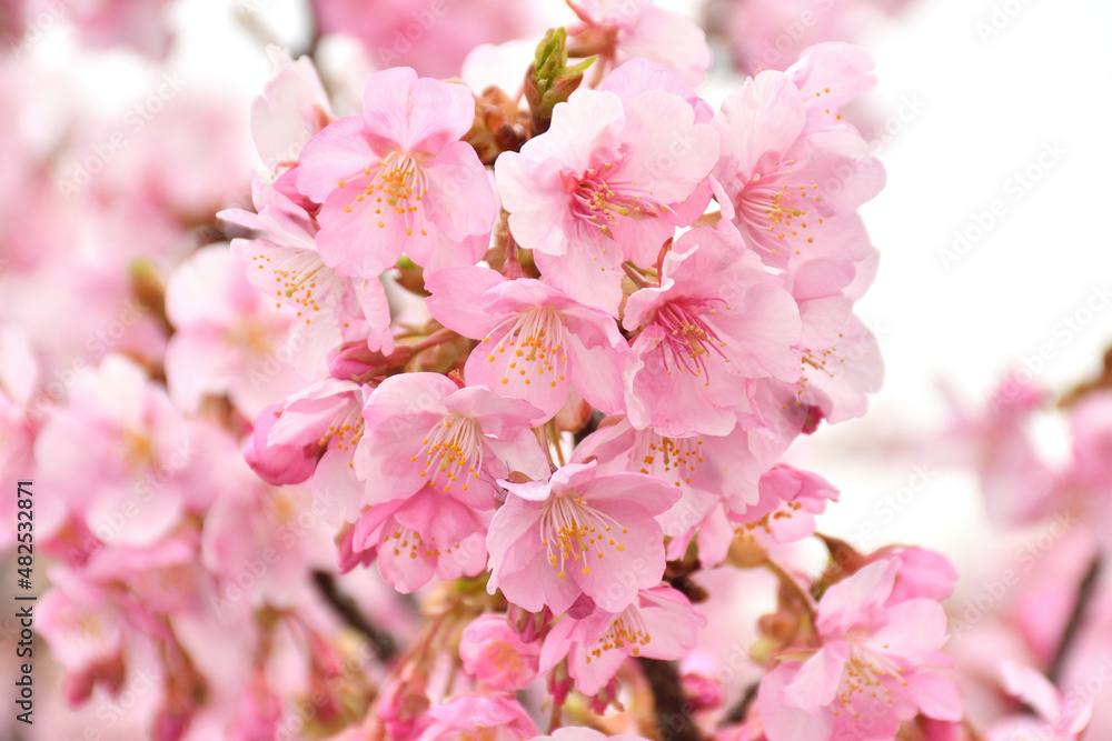 桜の花