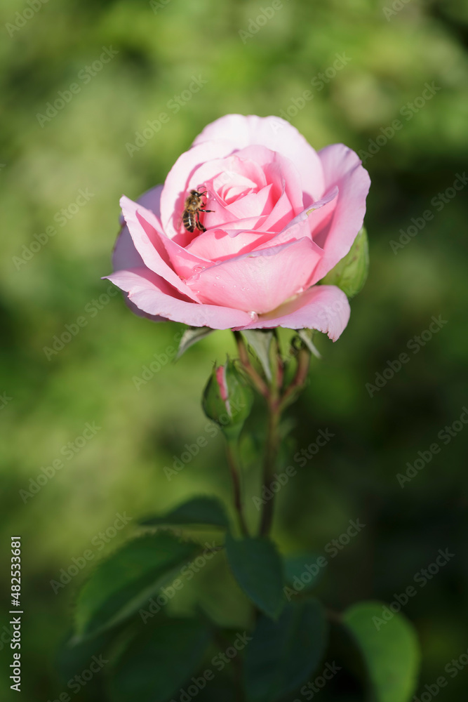 Flower Rose in close view in a garden 