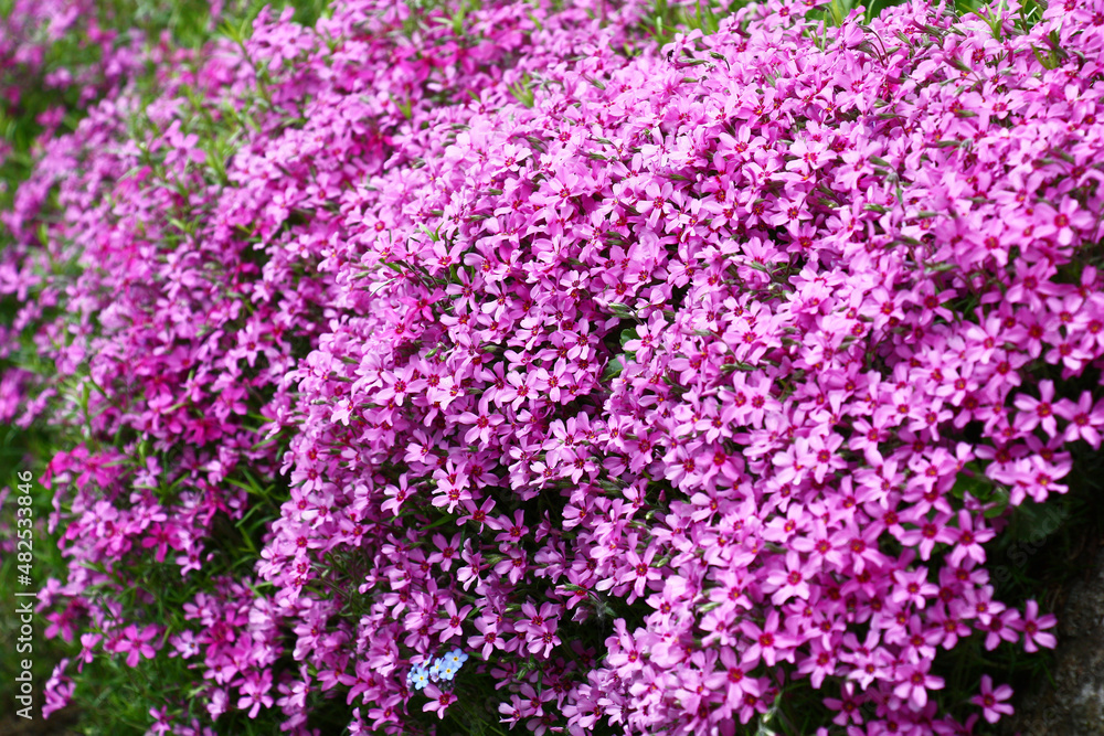 Over large stones the phlox subulata grows and blossoms in dark pink flowers. Over large stones the phlox subulata grows and blossoms in dark pink flowers.