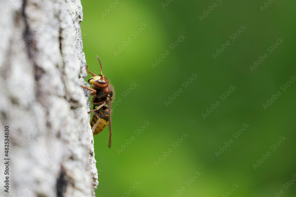 European Hornet Vespa crabro feeding on sap in a forest European Hornet Vespa crabro feeding on sap in a forest