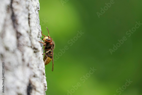 European Hornet Vespa crabro feeding on sap in a forest © denis