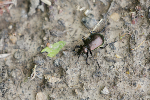 фотографія Caterpillar-hunter Calosoma inquisitor walking on ground in a deciduous forest