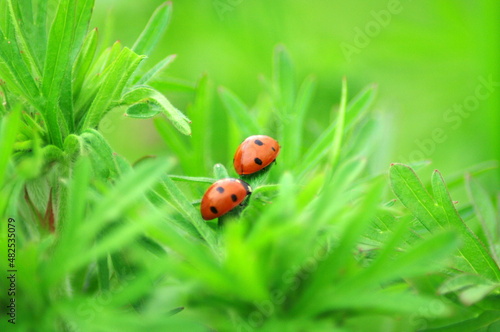 ladybugs macro shot