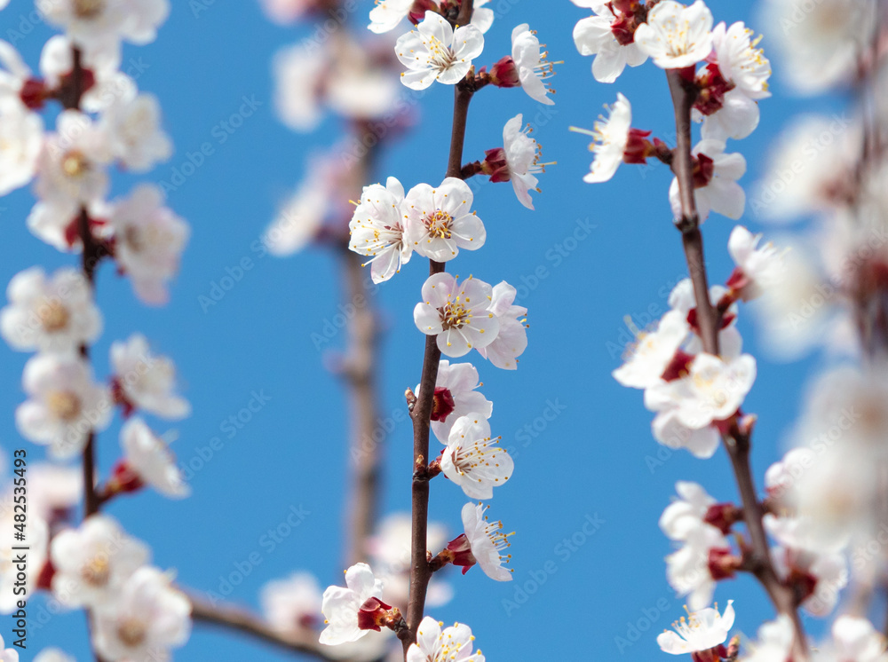 Flowers on the apricot tree against the background of the blue sky. Flowers on the apricot tree against the background of the blue sky.
