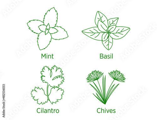 Mint, basil, cilantro, chives, herbs vector line art 