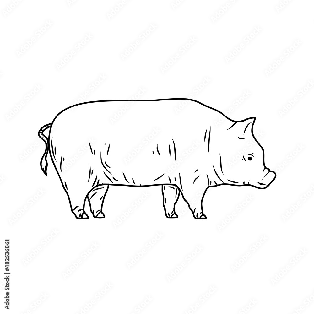 Iconic pig drawing, silhouette pig retro engraving with farm animal isolated on white background. Vintage illustration. Vector graphics Iconic pig drawing, silhouette pig retro engraving with farm animal isolated on white background. Vintage illustration. Vector graphics