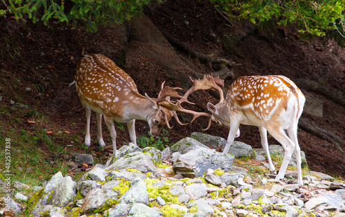 Wild European fallow deer, Dama dama, in the Frech Alps in summer