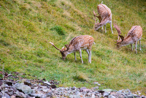Wild European fallow deer, Dama dama, in the Frech Alps in summer © Calin Tatu