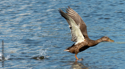 Flying duck © Andrei