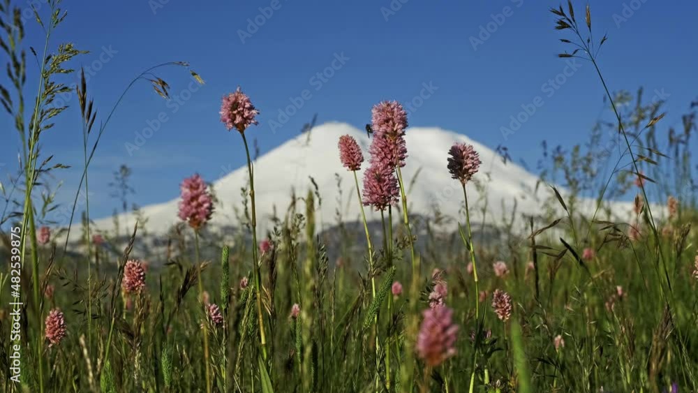 Beautiful view of Mount Elbrus and flowers, North Caucasus mountains, Russia, 4k Beautiful view of Mount Elbrus and flowers, North Caucasus mountains, Russia, 4k