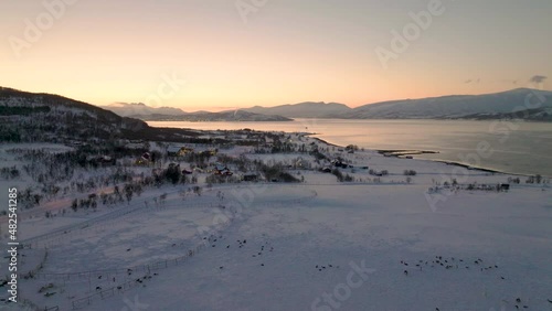 Herd of domesticated Caribou in winter pasture next to fjord; drone pullback photo