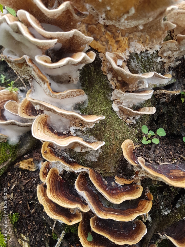 wild mushroom growing on a piece of wood wild mushroom growing on a piece of wood