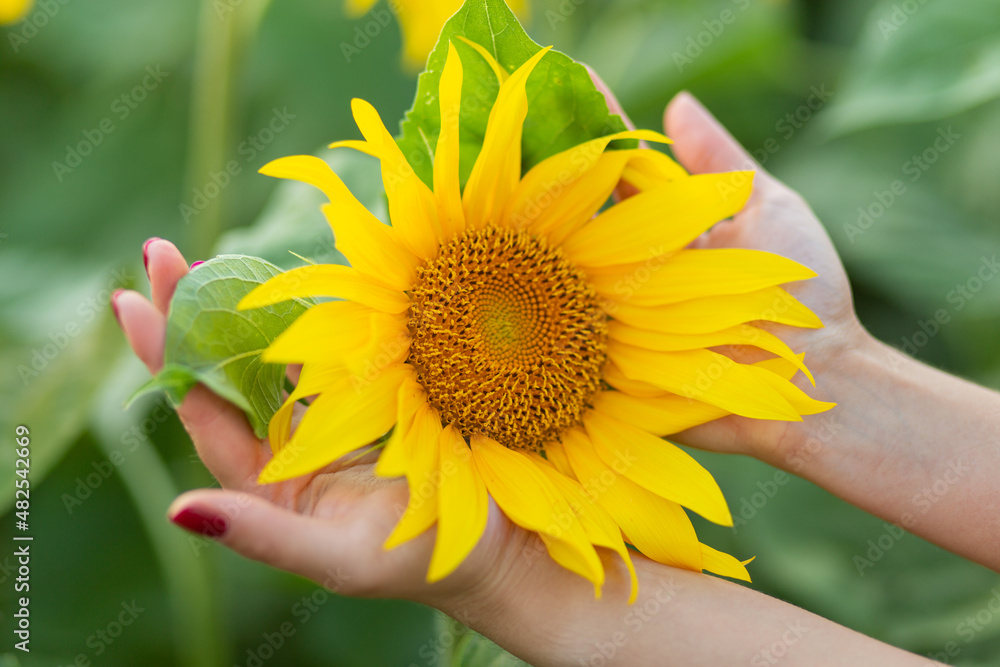 Fototapeta premium Sunny beautiful picture of sunflower in woman palms.