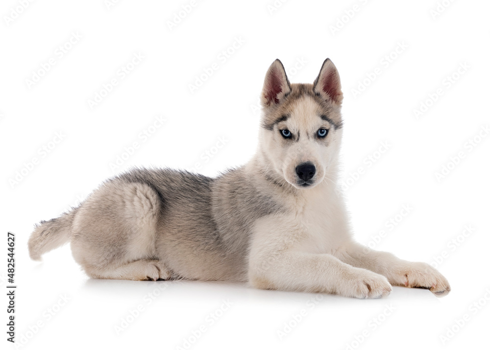 puppy siberian husky