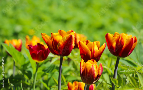 red-yellow tulips with selective focus blossom in spring for  flower banner for florist store with copy space for text