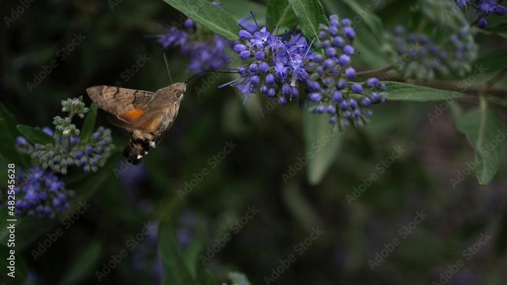 A bumblebee insect industriously collects nectar from purple flowers in the garden.