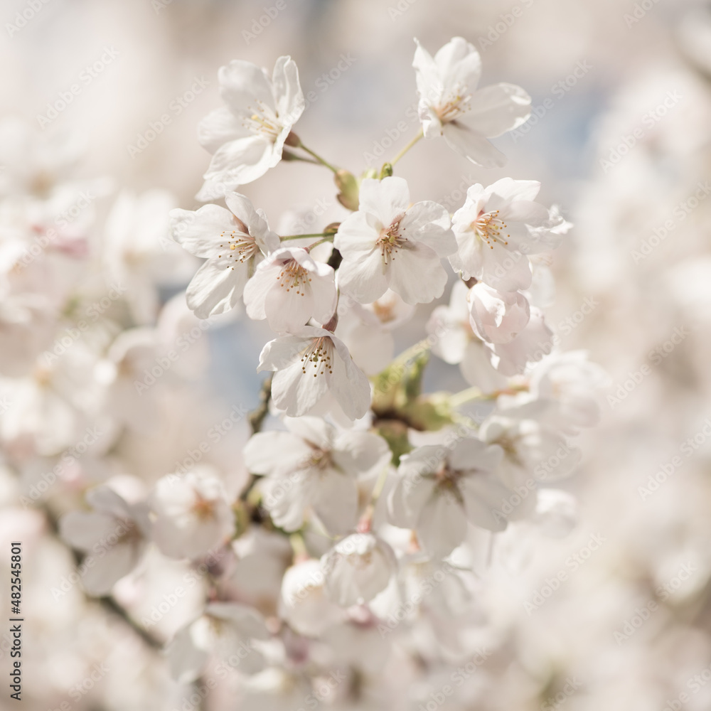 Close up macro of branch of white sakura cherry tree blossom in spring Close up macro of branch of white sakura cherry tree blossom in spring