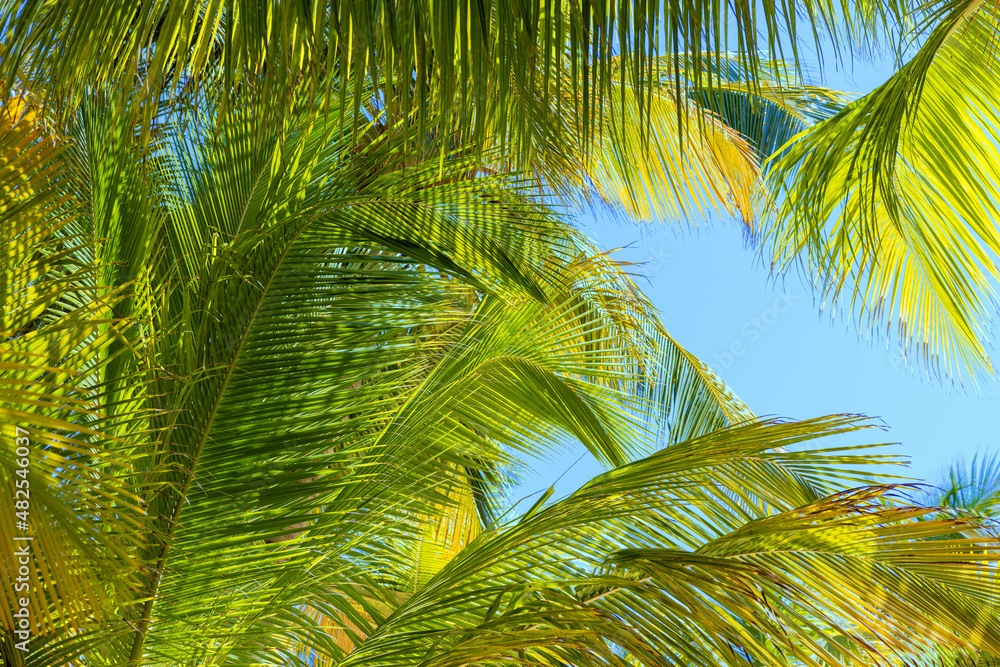 Green palm tree leaves against clear turquoise blue sky Green palm tree leaves against clear turquoise blue sky