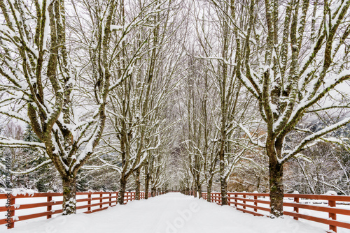 Snow Covered Trees In Winter