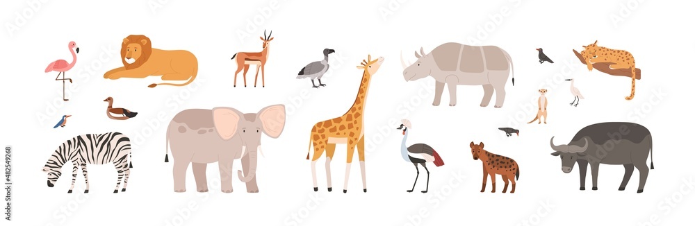 African animals, birds set. Wild jungle fauna. Cute tropical giraffe, elephant, buffalo, lion, flamingo, rhino and zebra from Africa savanna. Flat vector illustration isolated on white background