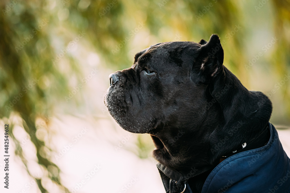 Black Cane Corso Dog Sitting Near Lake Under Tree Branches. Dog Wears In Warm Clothes. Big Dog Breeds. Close Up Portrait