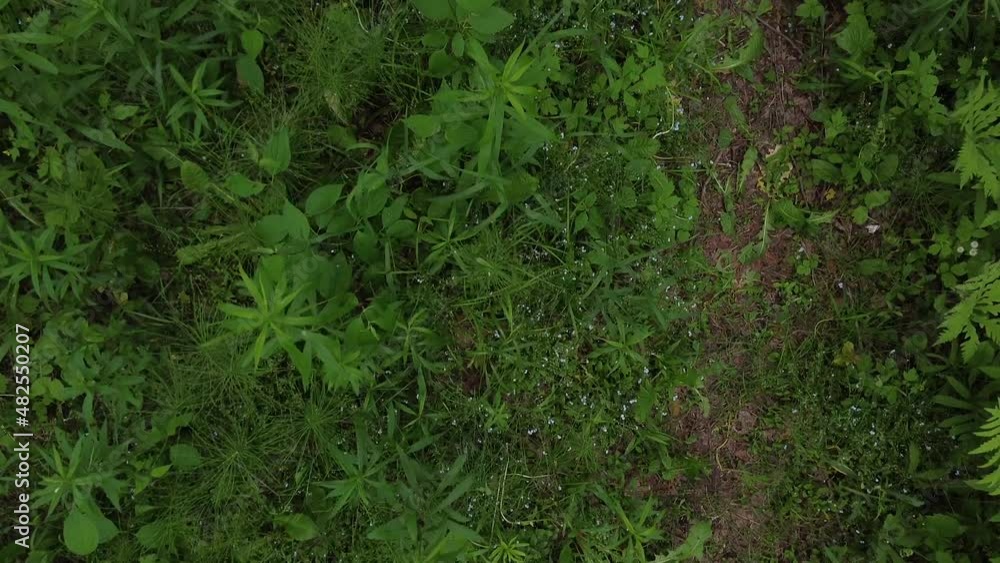 A slow-moving drone shot reveals a diversity of plants on the forest floor in the summer on an organic farm. A slow-moving drone shot reveals a diversity of plants on the forest floor in the summer on an organic farm.