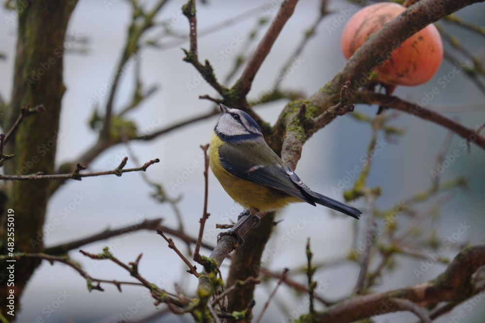 blue tit on the pomegranate branch
blue tit on the pomegranate branch