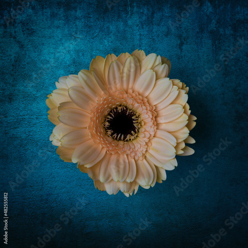 Yellow gerbera