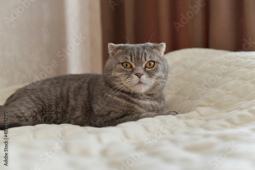 Scottish fold cat breed female.