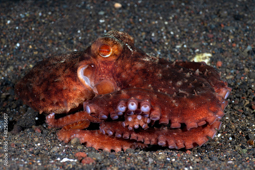 Starry Night Octopus - Callistoctopus luteus on the seabed. Underwater night life of Tulamben, Bali, Indonesia. photo