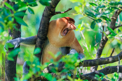 The proboscis monkey (Nasalis larvatus) or long-nosed monkey is a reddish-brown arboreal Old World monkey with an unusually large nose. It is endemic to the southeast Asian island of Borneo. photo