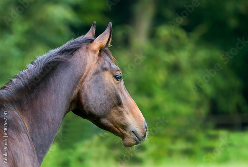 Horse brown  portrait of the head from behind with neck set  looks freely and attentively to the right..